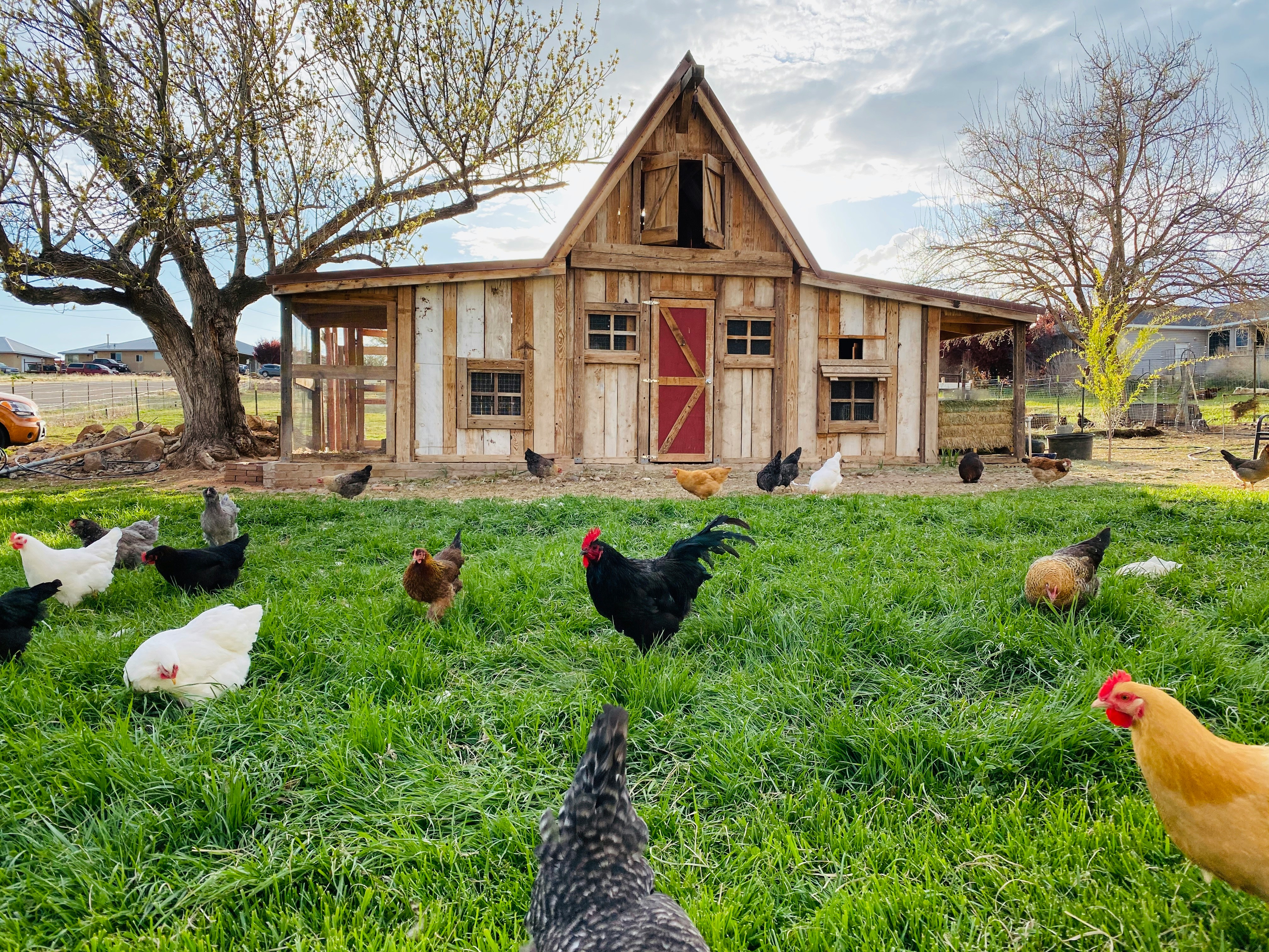Small backyard chicken coop for sale 4-6 birds USA CoopPilot