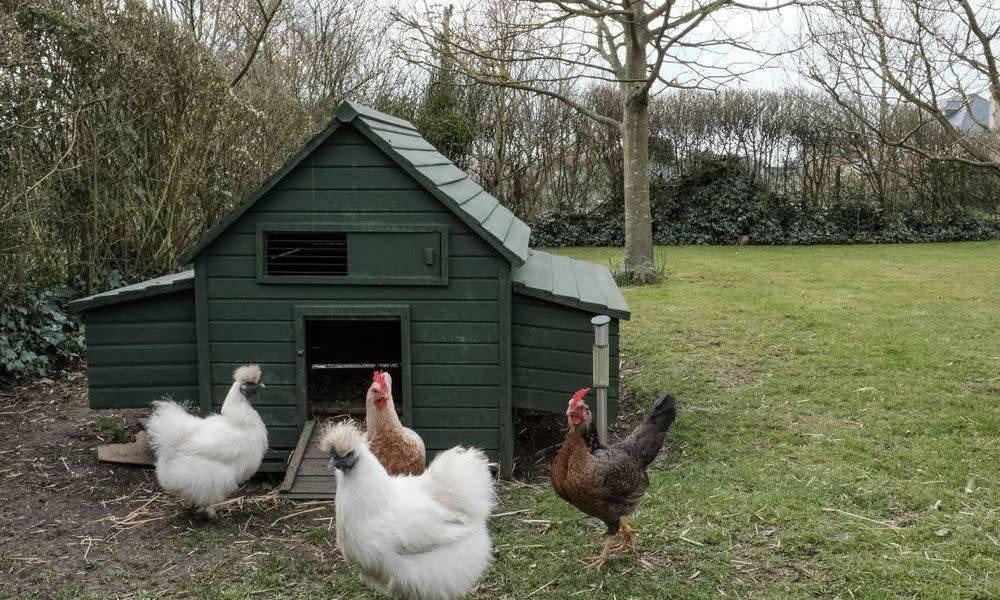 CoopPilot smart chicken coop automation system hero background