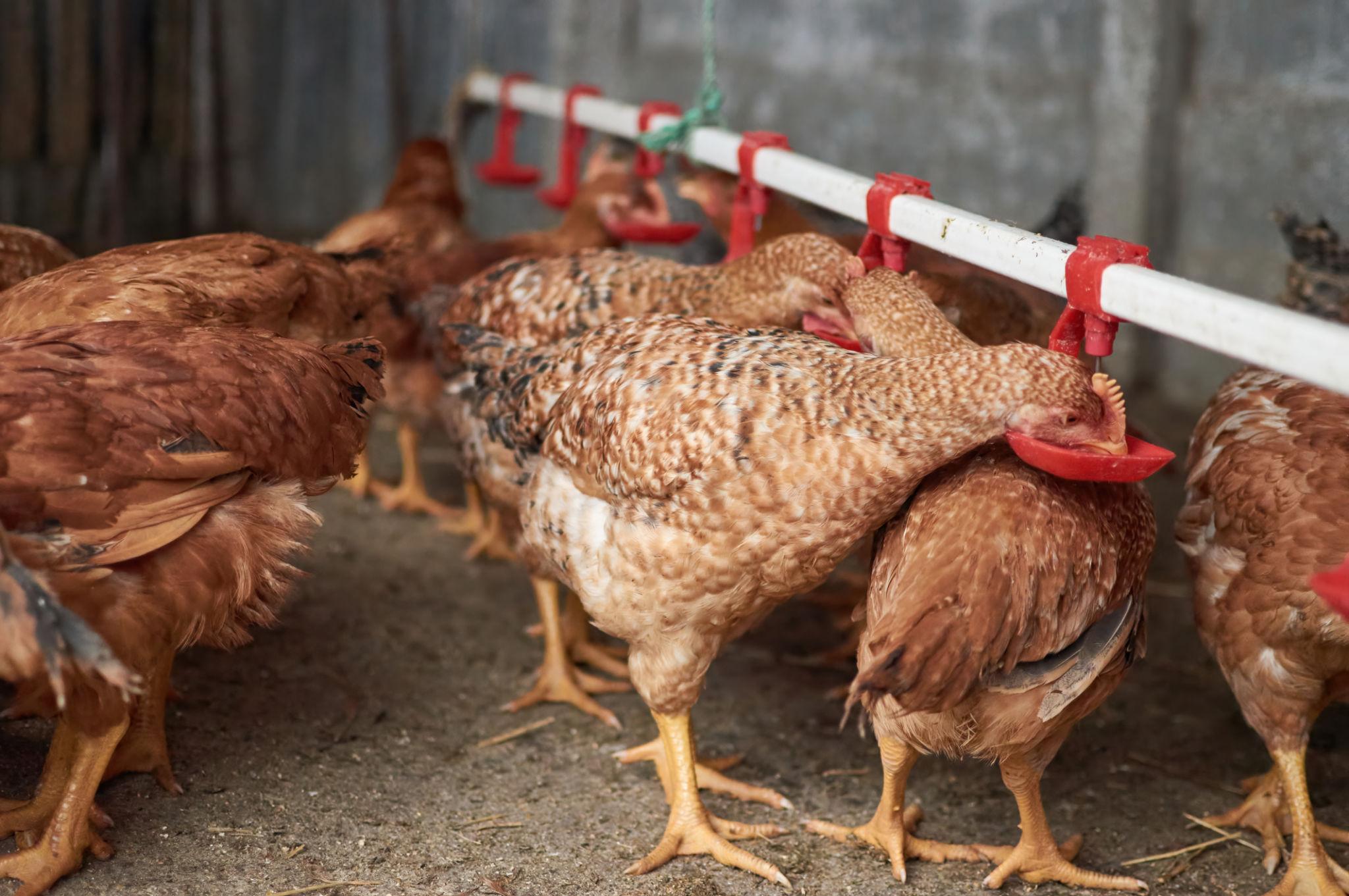 FrostFree heated automatic chicken waterer 3 gallon minus 20 degrees winter