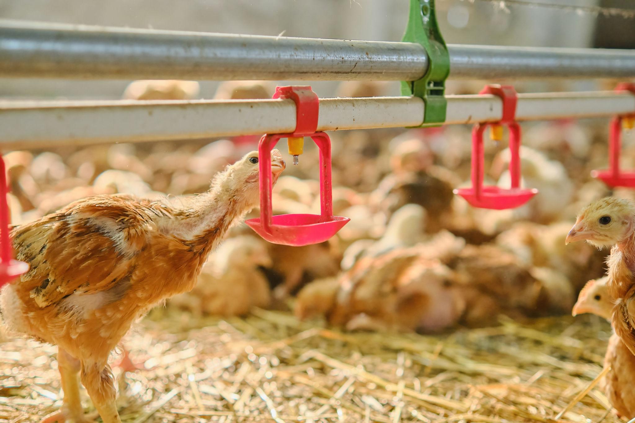 Automatic chicken waterer system with heated winter option and float valve
